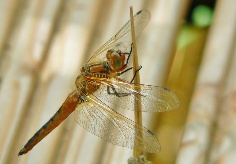 Free stock image of Dragonfly created by Pixabay