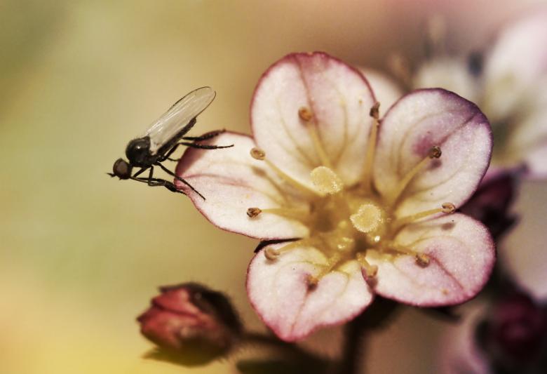 Free stock image of Fly on the Flower created by Pixabay
