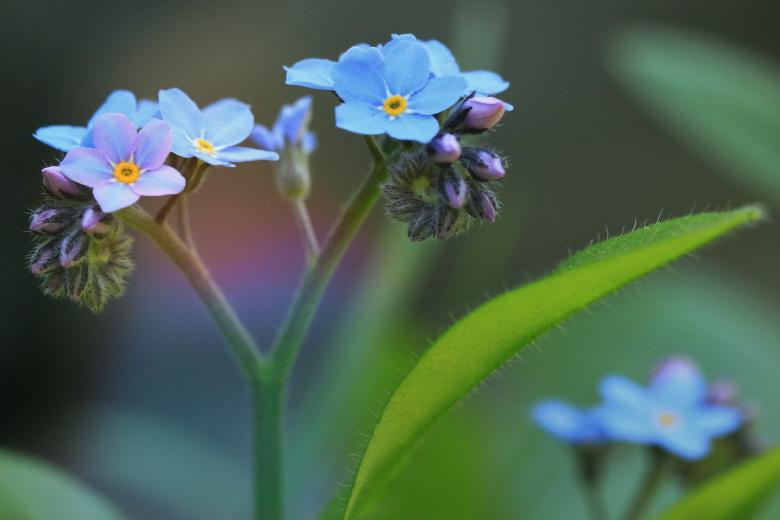Free stock image of Blue Flowers created by Pixabay