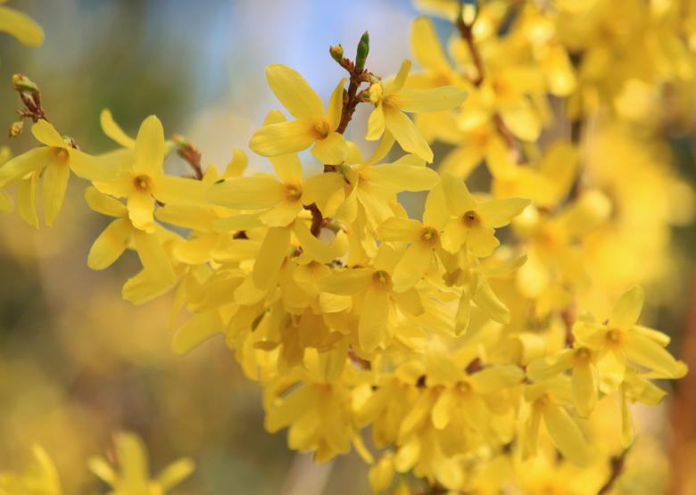Free stock image of Forsythia created by Pixabay