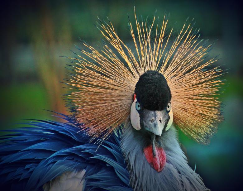 Free stock image of Grey Crowned Crane created by Pixabay