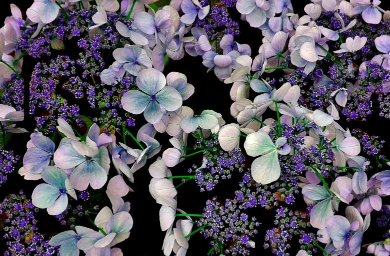 Free stock image of Garden created by Pixabay