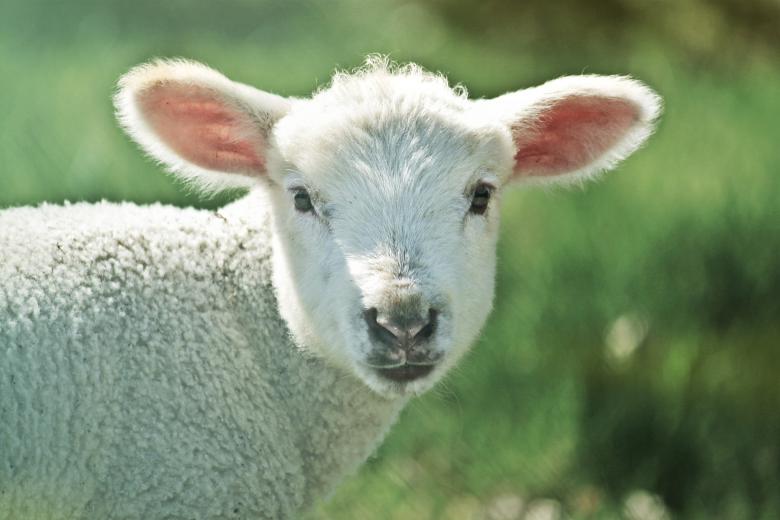 Free stock image of White Goat created by Pixabay