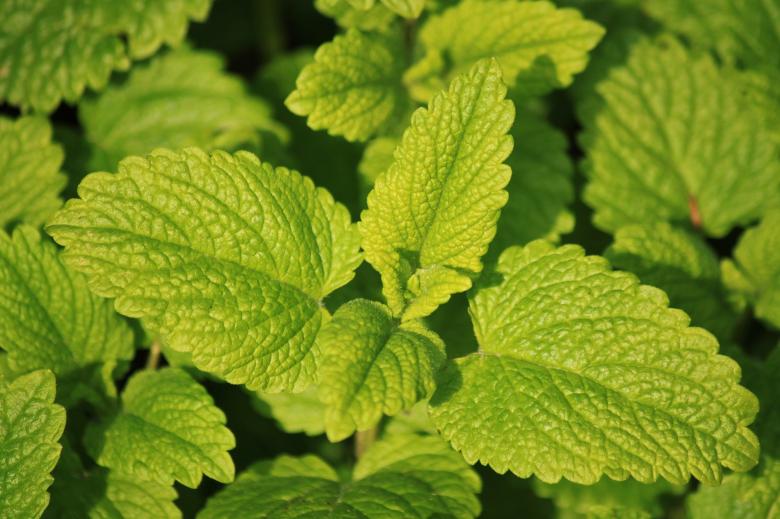 Free stock image of Lemon Leaves created by Pixabay