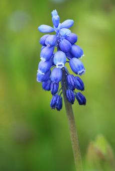 Muscari - Free Stock Photo