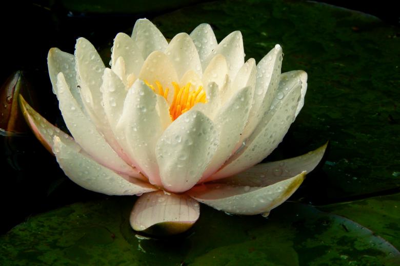 Free stock image of Nuphar Lutea created by Pixabay