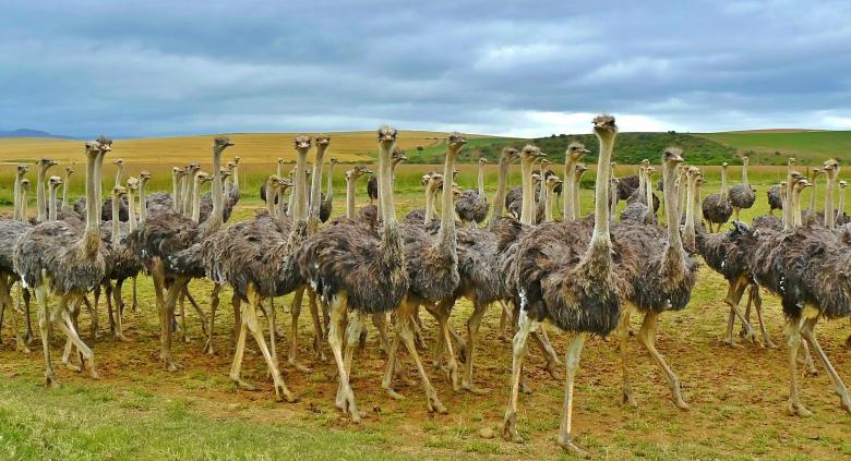 Free stock image of Ostriches created by Pixabay