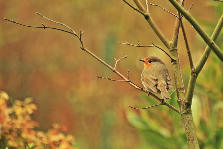 Free stock image of Robin created by Pixabay