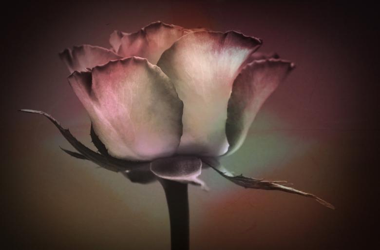 Free stock image of Flower created by Pixabay