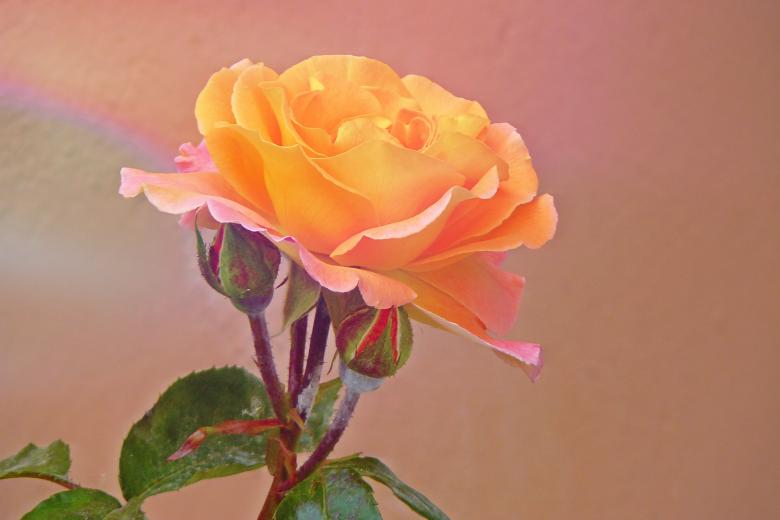 Free stock image of Rose created by Pixabay