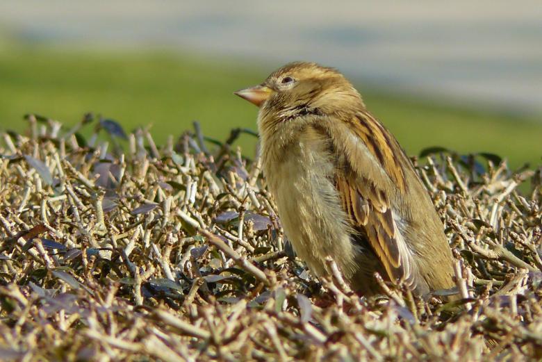 Free stock image of Little Sparrow created by Pixabay