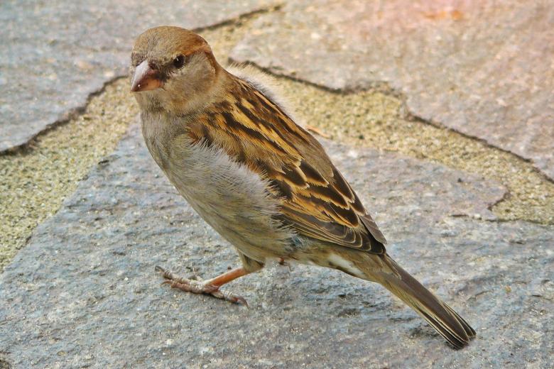 Free stock image of Sparrow created by Pixabay