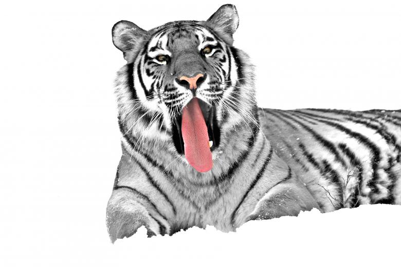 Free stock image of White Tiger created by Pixabay
