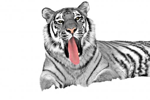 Free Stock Photo of White Tiger