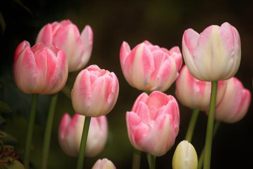 Free Stock Photo of Tulips