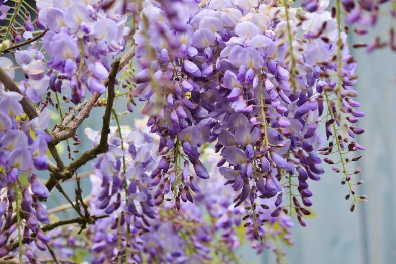 Free stock image of Wisteria created by Pixabay