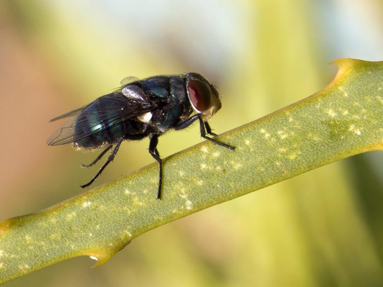 Free stock image of Fly created by Gina145