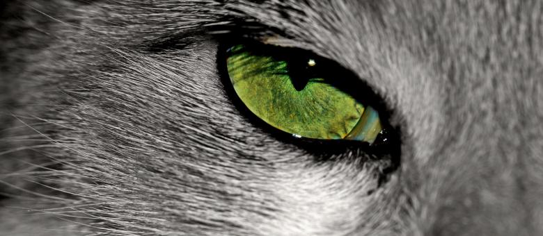 Free stock image of Cat created by Pixabay