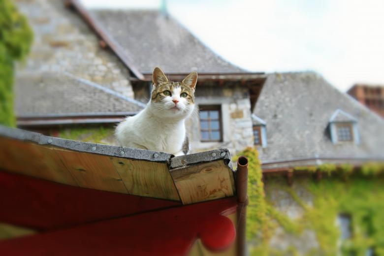 Free stock image of Pet created by Pixabay