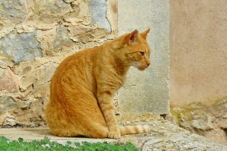 Free stock image of Cat created by Pixabay