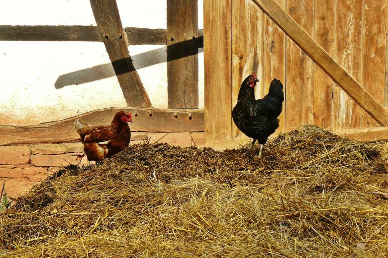 Free stock image of Farm created by Pixabay