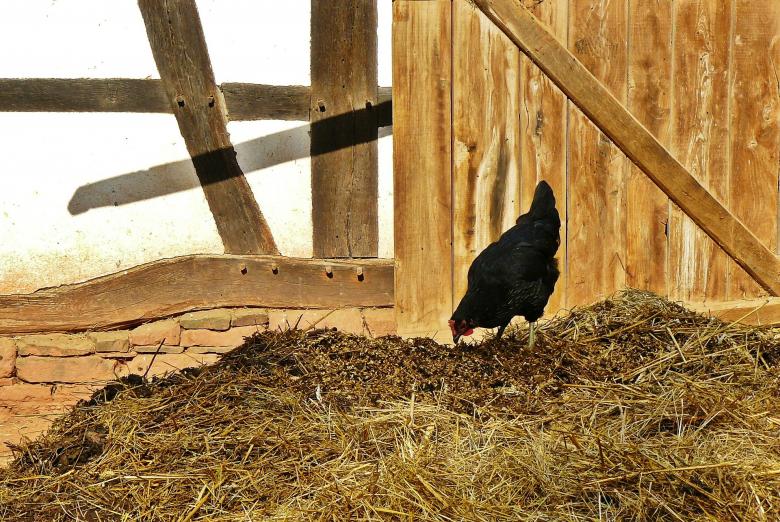 Free stock image of Chicken finding its food created by Pixabay