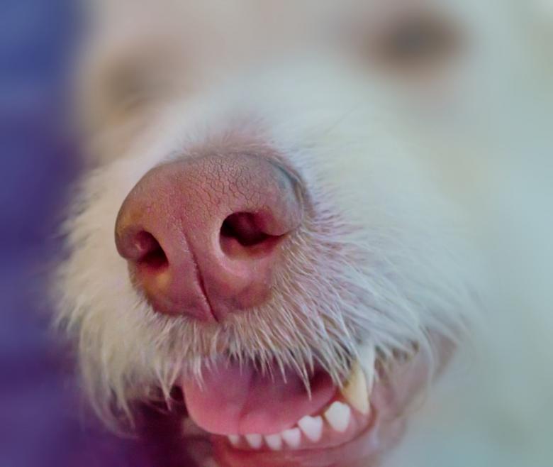 Free stock image of White Dog created by Pixabay