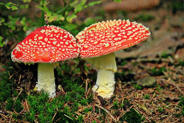 Free stock image of Mushroom created by Pixabay