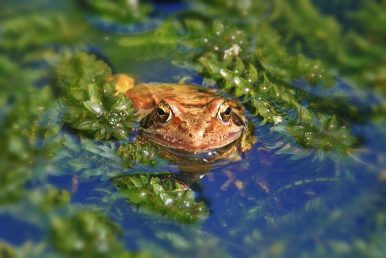 Free stock image of Frog created by Pixabay