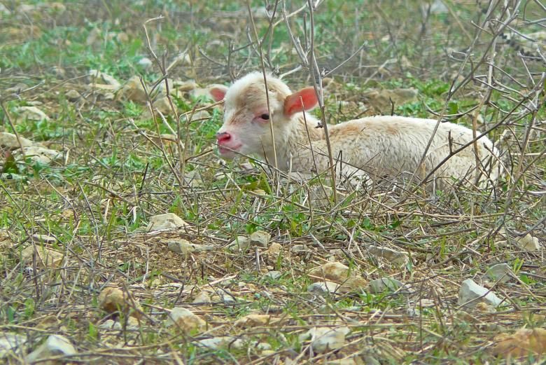 Free stock image of Lamb created by Pixabay