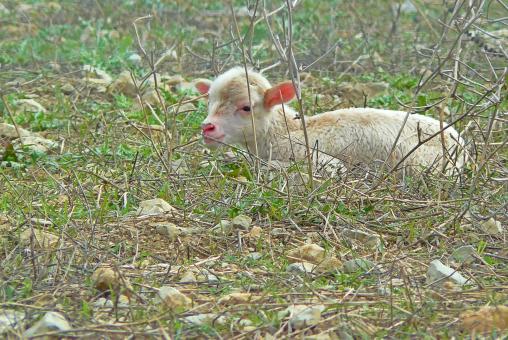 Free Stock Photo of Lamb