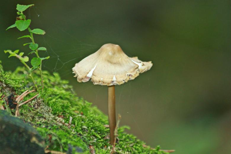 Free stock image of Wild Mushroom created by Pixabay