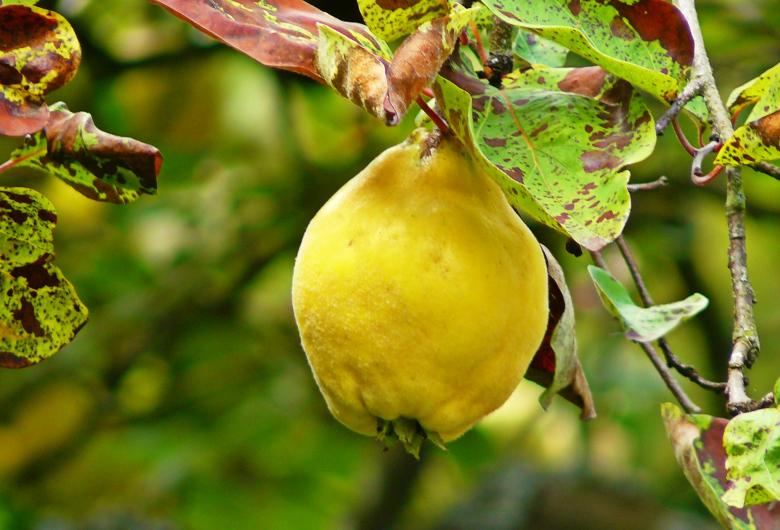 Free stock image of African Fruit created by Pixabay