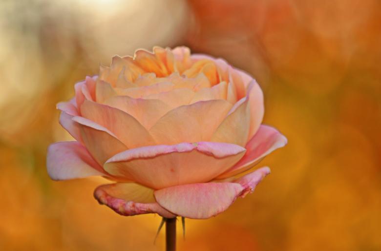 Free stock image of Pink Rose created by Pixabay