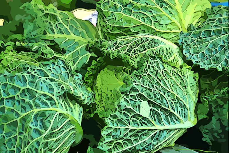 Free stock image of Vegetable created by Pixabay