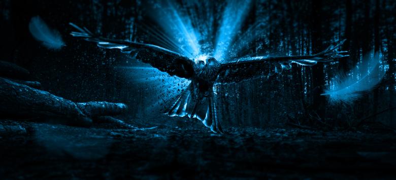 Free stock image of Adler created by Pixabay