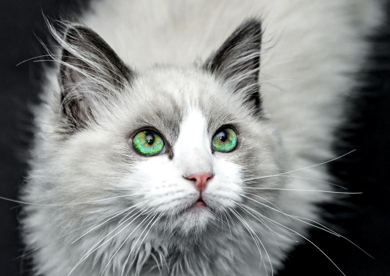 Free stock image of Grey Cat created by Pixabay