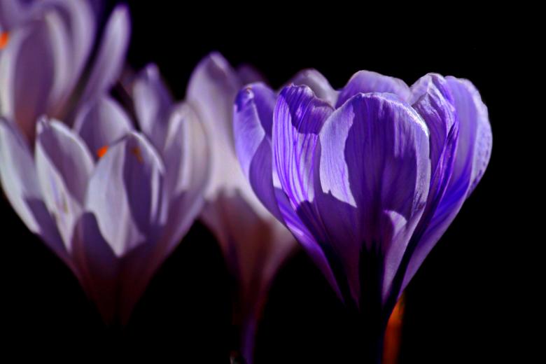 Free stock image of Crocus created by Pixabay