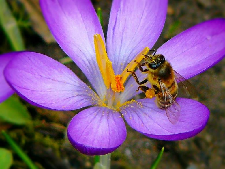 Free stock image of Bee on Crocus created by Pixabay