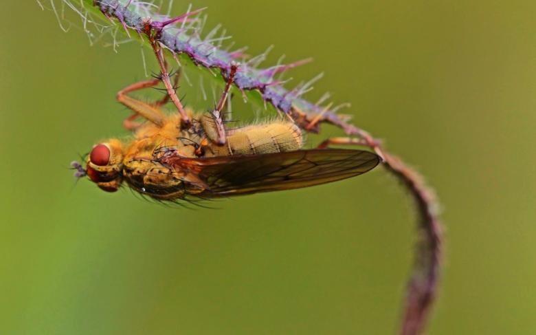 Free stock image of Fly upside down created by Pixabay