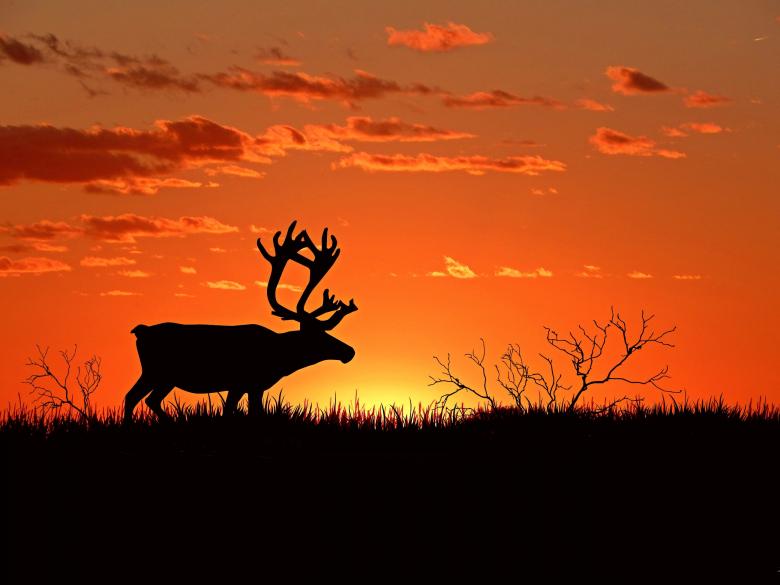 Free stock image of Hirsch created by Pixabay