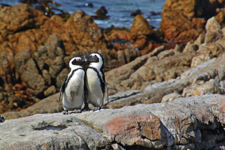 Free stock image of Penguin Couple created by Pixabay