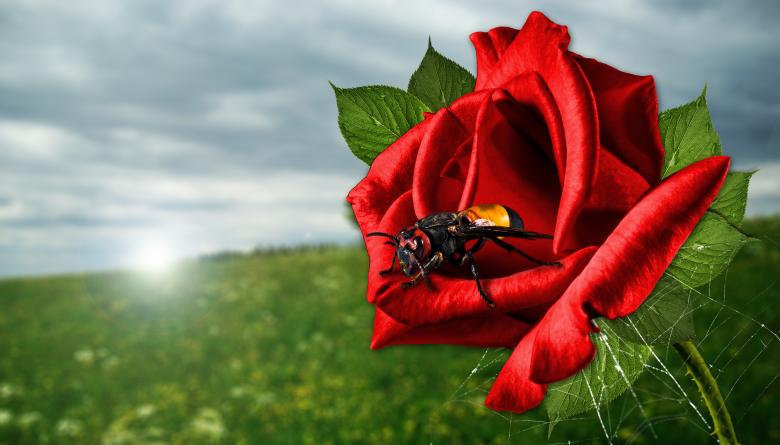 Free stock image of Fly on the Rose created by Pixabay