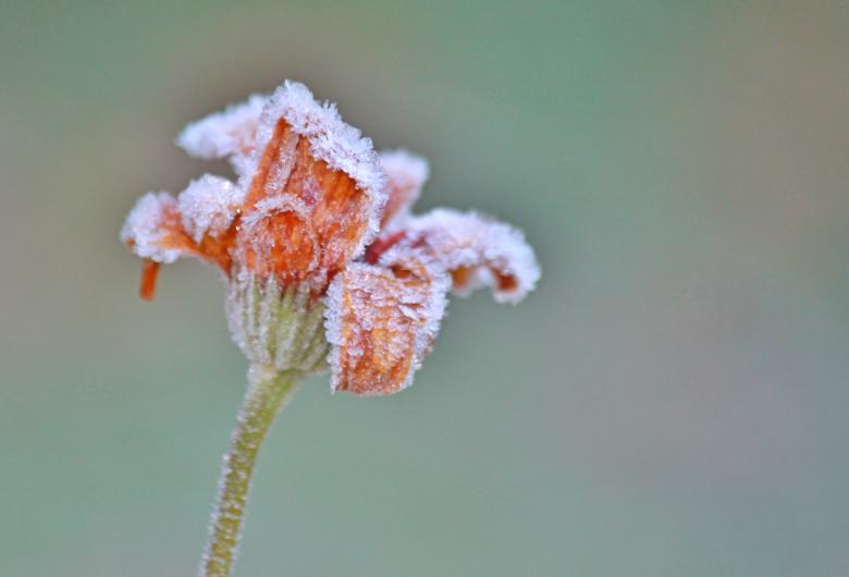 Free stock image of Frozen Rose created by Pixabay