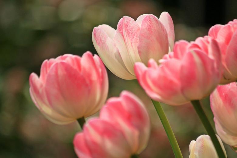 Free stock image of Pink Tulips created by Pixabay