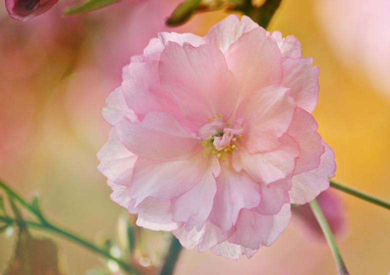 Free stock image of Blossom created by Pixabay