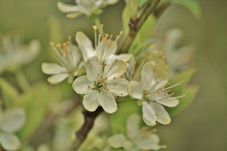 Free stock image of Blooming created by Pixabay