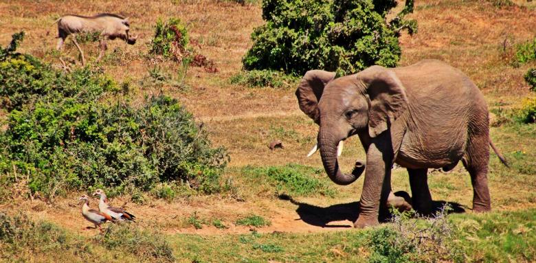 Free stock image of Wild Elephant created by Pixabay