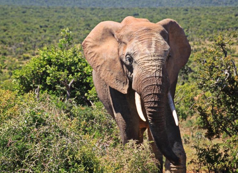 Free stock image of Giant Elephant created by Pixabay