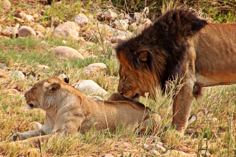 Free stock image of King of the Jungle created by Pixabay